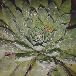 Full frame shot of wet plant during rainy season