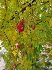 Close-up of red berries growing on tree