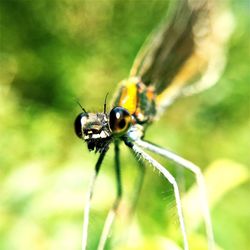 Close-up of dragonfly on plant