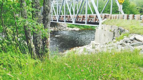 Grass by river against trees