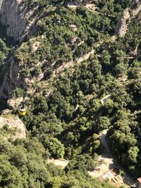 High angle view of trees growing in forest