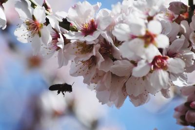 Close-up of cherry blossom