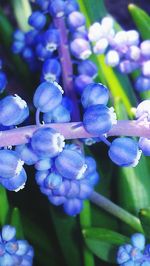 Close-up of purple flowers