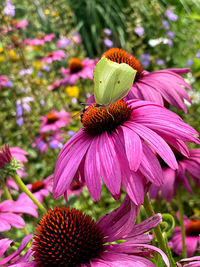 Close-up of butterfly pollinating on pink flower