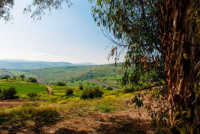 Scenic view of trees growing on field against sky