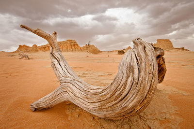 Driftwood on sand dune against sky