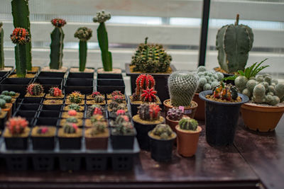 Potted plants at market stall