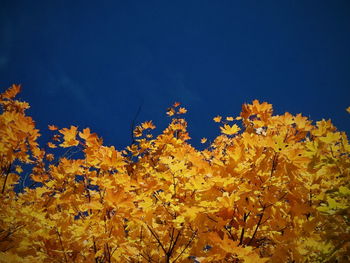 Low angle view of tree against clear blue sky