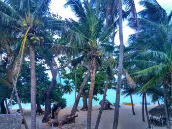 Low angle view of palm trees against sky