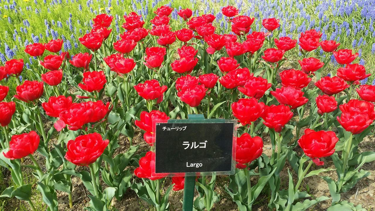 red, text, communication, western script, flower, growth, freshness, field, plant, high angle view, grass, green color, nature, close-up, beauty in nature, day, no people, tulip, outdoors, number