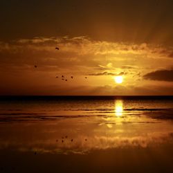Birds flying over sea during sunset