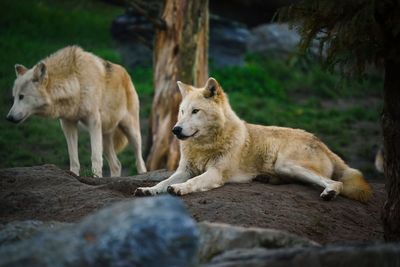 View of two dogs on rock