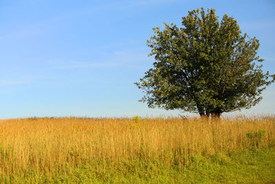 Tree on field against sky