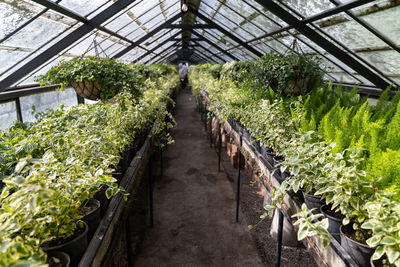 Old greenhouse with tropical flowers and plants. glasshouse with walking path in botanical garden