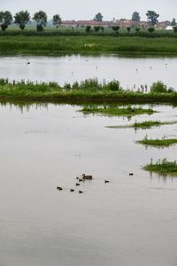 View of ducks swimming in lake