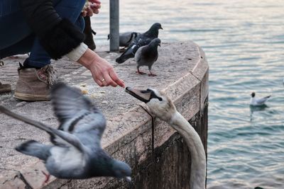 Low angle view of seagulls perching on hand