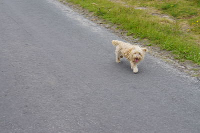 Dog walking on road in city