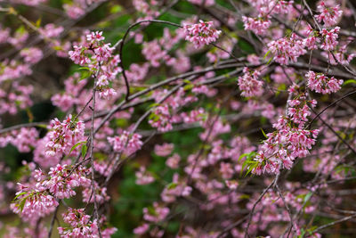 Close-up of pink cherry blossom