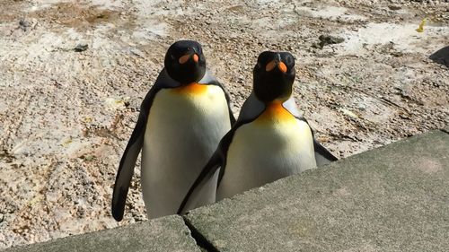 Close-up of birds in water