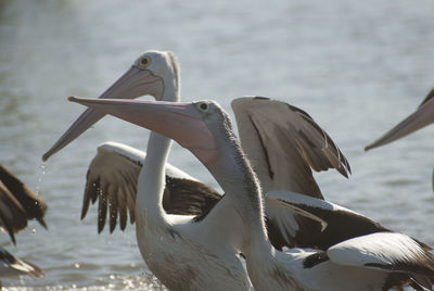 Close-up of pelicans in lake