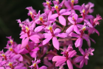 Close-up of pink flowering plants