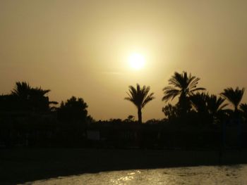 Palm trees at sunset