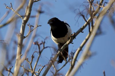 Low angle view of bird perching on branch