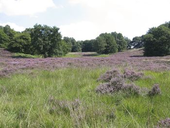 Scenic view of grassy field against sky