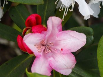 Close-up of pink hibiscus blooming outdoors