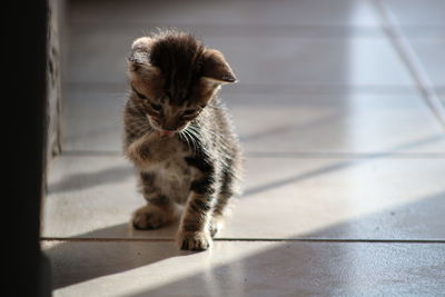 Cat sitting on floor