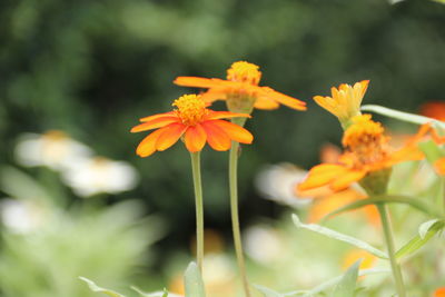 Close-up of orange flowering plant