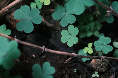 High angle view of plant growing on field