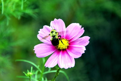 Close-up of insect on purple flower