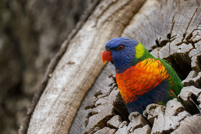 Close-up of rainbow lorikeet perching on wood