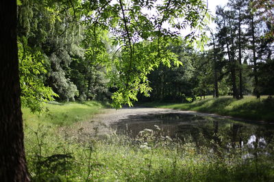 Scenic view of forest