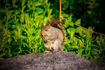 Close-up of squirrel on leaf