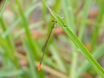 Close-up of insect on grass