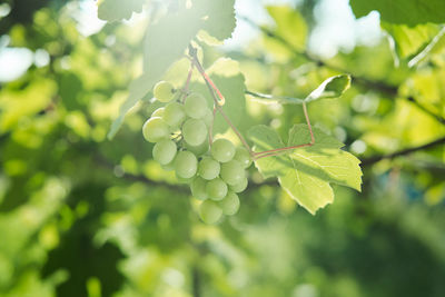 Close-up of grapes growing in vineyard