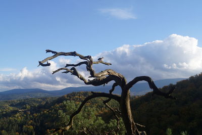 Low angle view of tree against sky