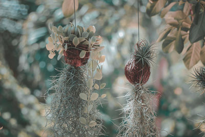 Close-up of wilted plant