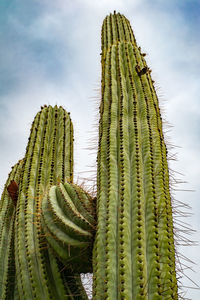 Background with a saguaro cactus against cloudy sky looking up view angle in desert