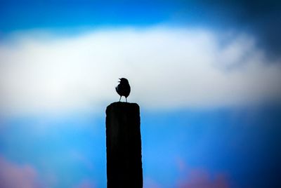 Low angle view of bird perching on wooden post against blue sky