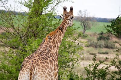 Giraffe in a forest