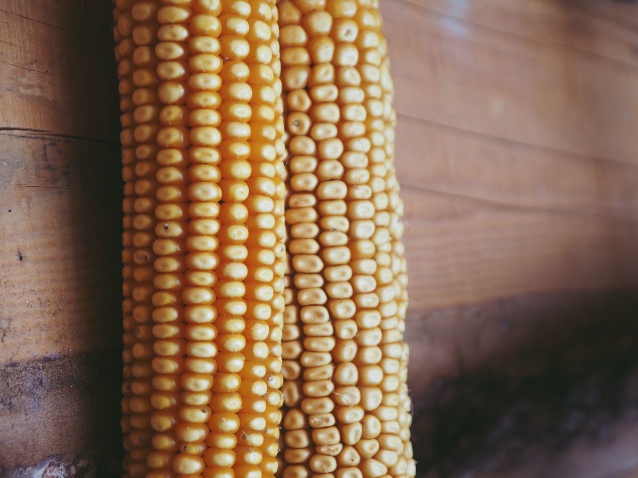 CLOSE-UP OF CORN ON YELLOW BOARD