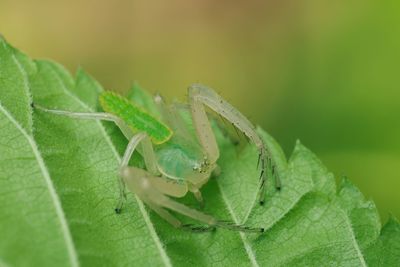 Close-up of insect on leaf