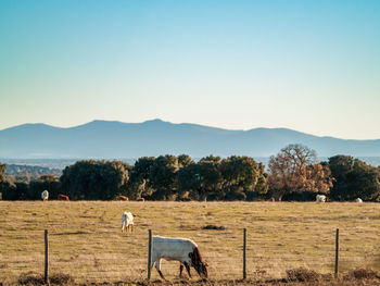 View of a horse on field