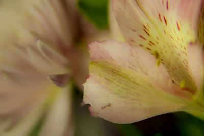 Close-up of pink flower