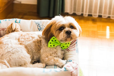 Portrait of puppy sitting at home