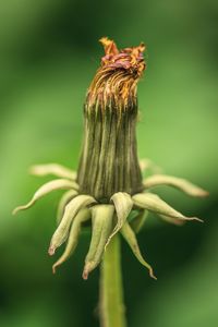 Close-up of wilted flower