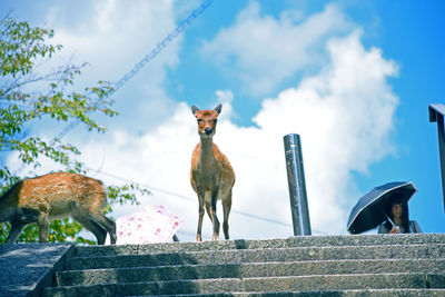 Low angle view of horse against sky